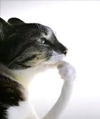 thinker cat image